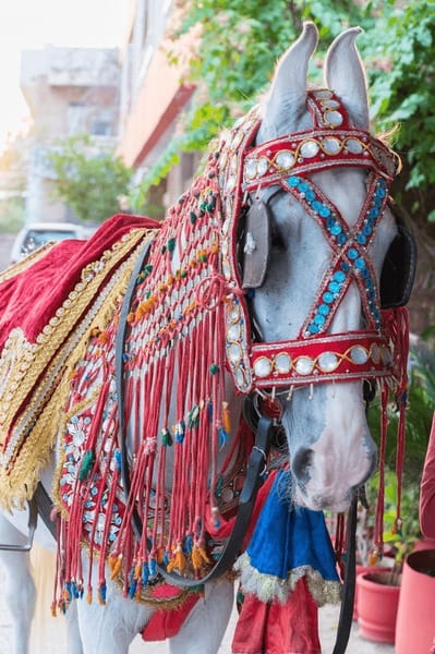 Decorated Wedding Horse 1